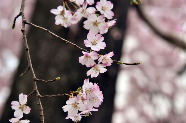 شکوفهٔ درخت گیلاس  در ژاپن - اسپوتنیک ایران  