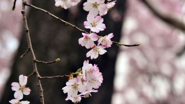 ساکورا در ژاپن چند روز پیش از موعد شکوفه داد - اسپوتنیک ایران  