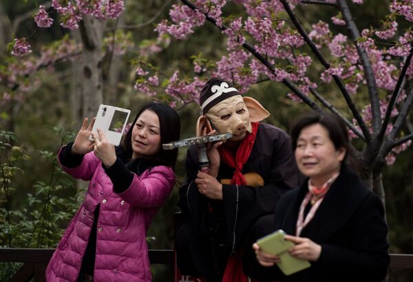 شکوفهٔ درخت گیلاس  در چین - اسپوتنیک ایران  