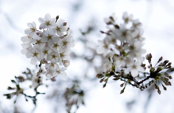 شکوفهٔ درخت گیلاس  در ژاپن - اسپوتنیک ایران  