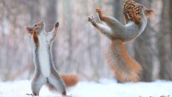حضور یک سنجاب در رقابتهای المپبک زمستانی + ویدئو - اسپوتنیک ایران  