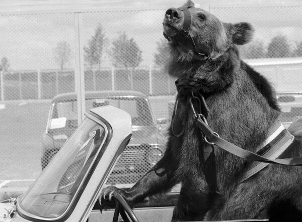 مراسم افتتاح 22-مین المپیک تابستانی در مسکو که 40 سال از آن روز می‌گذرد
خرس «گوشا» سوار بر خودرو - اسپوتنیک ایران  