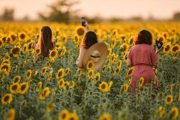 دختران در دشت گلهای آفتابگردان در منطقه سیمفراپل در کریمه - اسپوتنیک ایران  