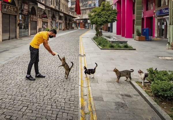 مسابقه عکاسی کمدی بین‌المللی حیوانات در سال 2020 میلادی
عکاس محمت اسلان از ترکیه - اسپوتنیک ایران  