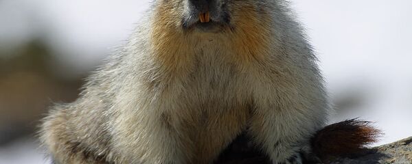 اعمال قرنطینه در مغولستان به دلیل احتمال شیوع طاعون - اسپوتنیک ایران  