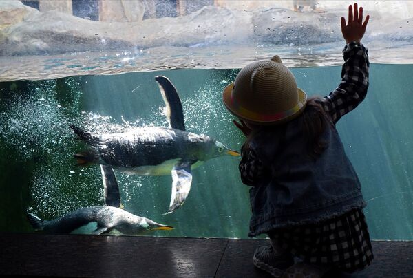 بازدیدکننده در باغ وحش مسکو - اسپوتنیک ایران  