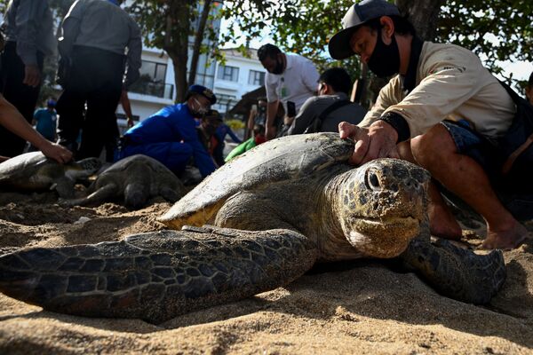  کمک به لاک‌پشت در اندونزی - اسپوتنیک ایران  