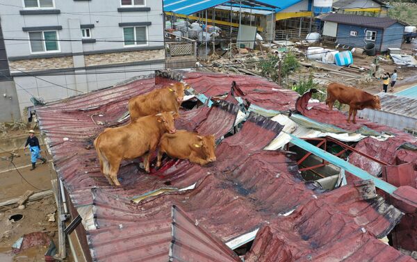 گاوها در بام خانه به خاطر سیل در کره جنوبی  - اسپوتنیک ایران  