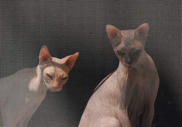 دو گربه از نژاد سفینکس - اسپوتنیک ایران  