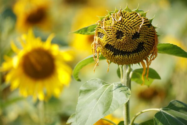 لبخند گل آفتابگردان در بریتانیا - اسپوتنیک ایران  
