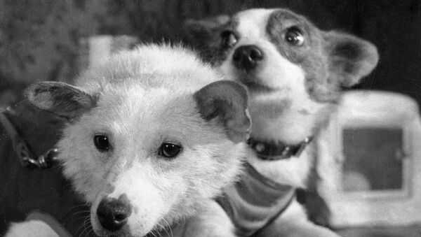 بلکا و استرلکا، سگ های فضانورد شوروی - اسپوتنیک ایران  