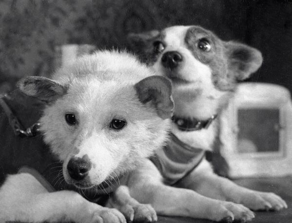بلکا و استرلکا، سگ های فضانورد شوروی - اسپوتنیک ایران  