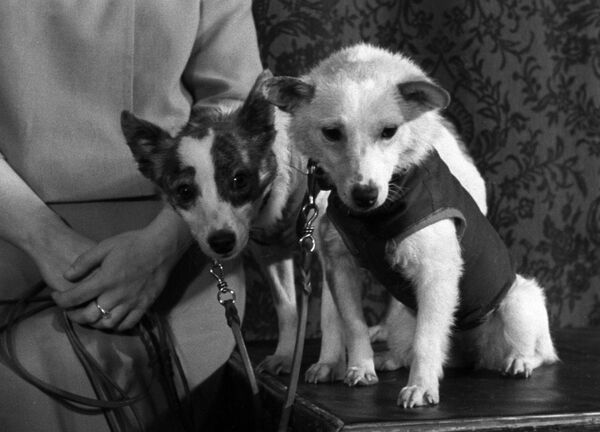 بلکا و استرلکا ، سگ های فضانورد شوروی، سال 1960  - اسپوتنیک ایران  