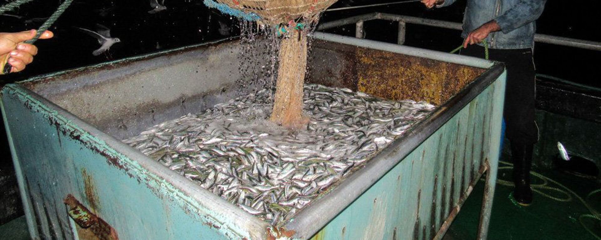 آنچه که باید درباره فواید خوردن ماهی در فصل صید آبزیان شمال بدانید +ویدئو، عکس - اسپوتنیک ایران  , 1920, 07.11.2021