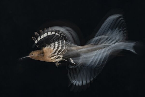 اثر عکاس اسرائیلی گادی شمیلا، برنده بخش پرندگان در پرواز - اسپوتنیک ایران  