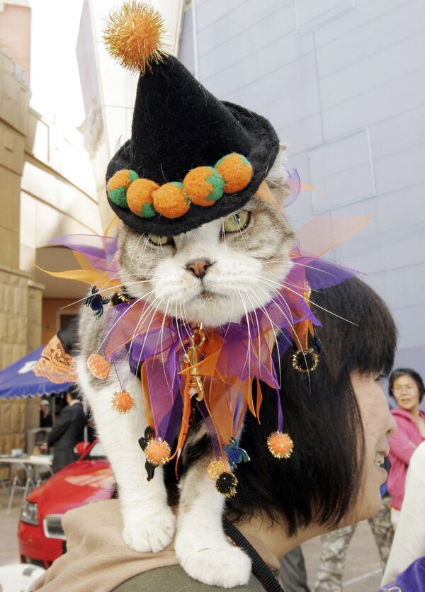 مد لباس گربه‌ای  
ژاپن - اسپوتنیک ایران  