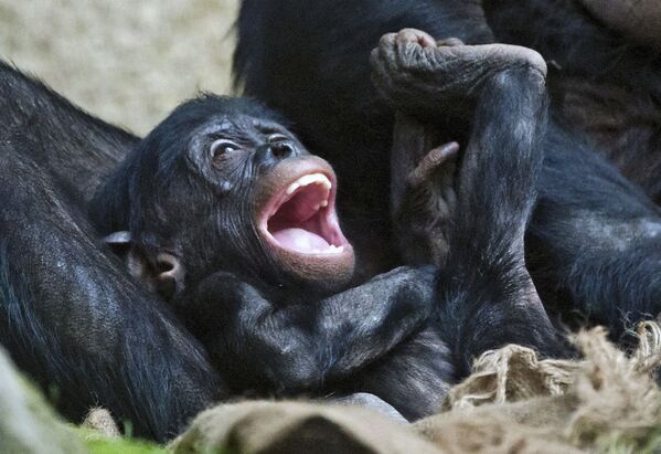بچه میمون ها در باغ وحش آلمان - اسپوتنیک ایران  