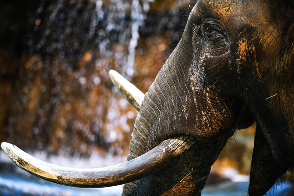 فیل آفریقایی در باغ وحش مسکو - اسپوتنیک ایران  