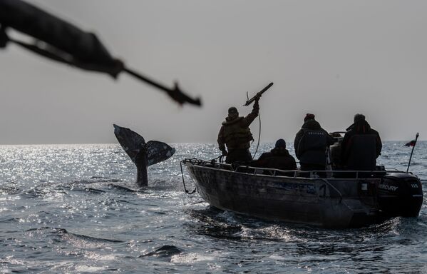 ماهیگیران در حال صید نهنگ در تنگه برینگ  - اسپوتنیک ایران  