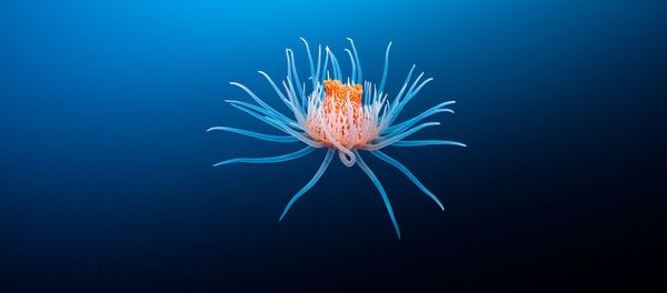 طبیعت وحش استرالیا از نگاه عکاسان
عکاس، ریچارد روبینسون - اسپوتنیک ایران  