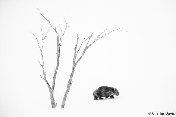 طبیعت وحش استرالیا از نگاه عکاسان
عکاس،چارلز داویس - اسپوتنیک ایران  