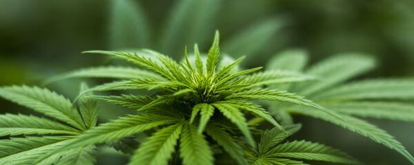 خروج ماری ‌جوانا از فهرست سیاه مواد مخدر سازمان ملل - اسپوتنیک ایران  