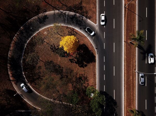 درخت زیبا در برزیل - اسپوتنیک ایران  