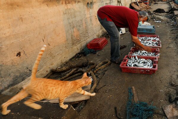 ماهیگیر و گربه ای در ساحل غزه - اسپوتنیک ایران  