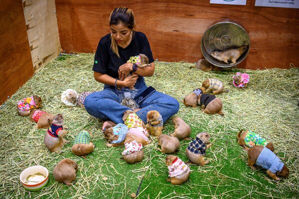نمایشگاه جانوران اهلی و وحشی در بانکوک  - اسپوتنیک ایران  