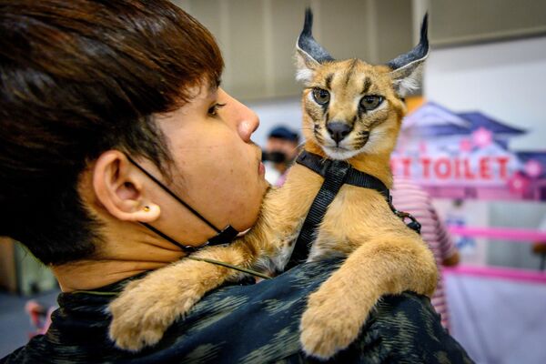 نمایشگاه جانوران اهلی و وحشی در بانکوک - اسپوتنیک ایران  