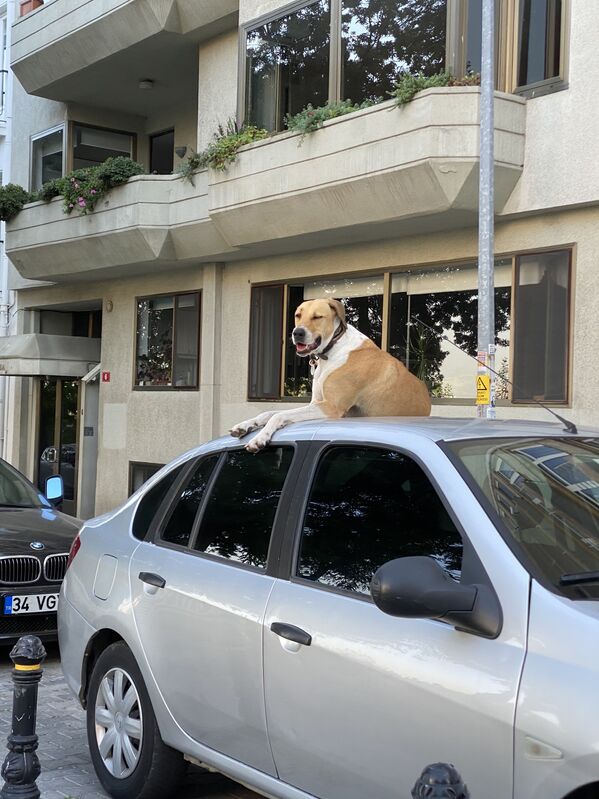 سگی در یکی از خیابان های استانبول - اسپوتنیک ایران  