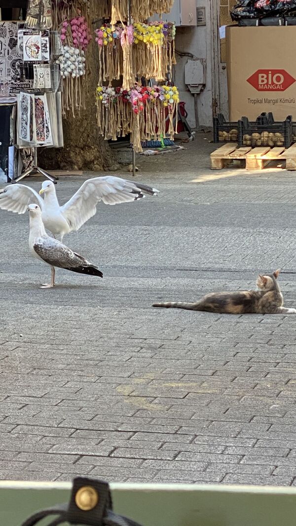 مرغ دریایی و گربه در یکی از خیابان های جزیره ای در نزدیکی استانبول - اسپوتنیک ایران  