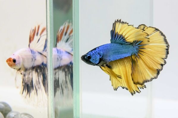 نمایشگاه آبزیان آکواریوم در بانکوک. 
 ماهی جنگی سیامیس - اسپوتنیک ایران  