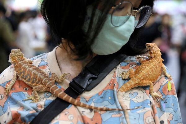 زنی با مارمولک های خانگی در نمایشگاه  Pet Expo Thailand  در بانگوک - اسپوتنیک ایران  