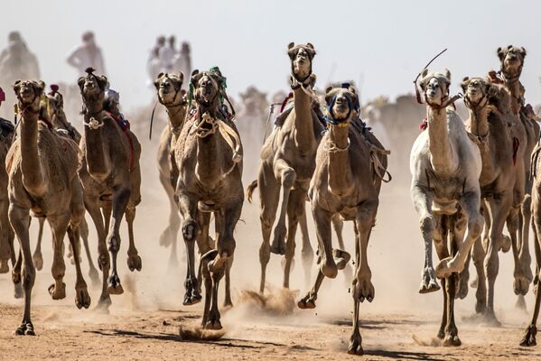 مسابقه شتردوانی در صحرای سینا ی جنوبی، مصر - اسپوتنیک ایران  