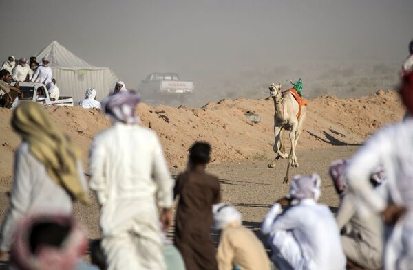 مسابقه شتردوانی در صحرای سینا ی جنوبی، مصر - اسپوتنیک ایران  