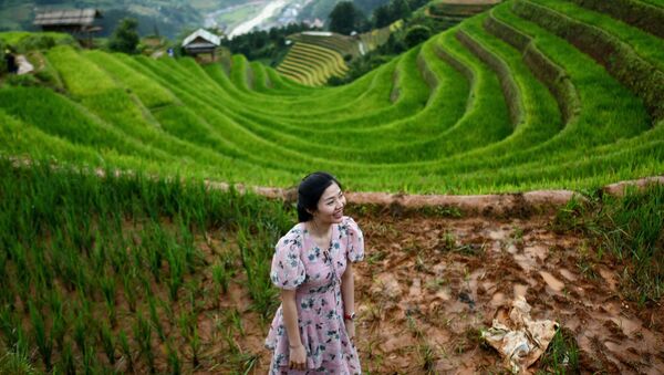 مزارع برنج پلکانی ویتنام - اسپوتنیک ایران  