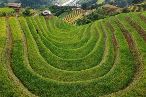 مزارع برنج پلکانی ویتنام - اسپوتنیک ایران  