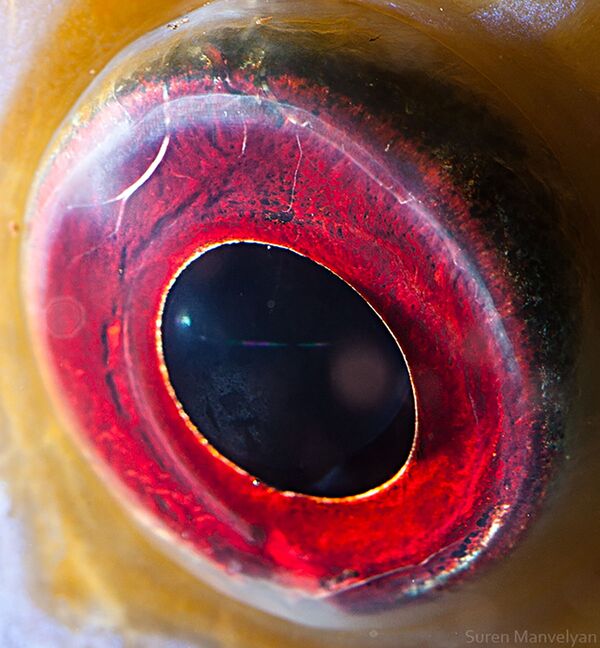 دنیایی زیبا در درون چشمان حیوانات در عکس های سورن مانولیان، عکاس ارمنی
چشم ماهی - اسپوتنیک ایران  