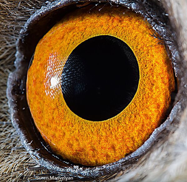 دنیایی زیبا در درون چشمان حیوانات در عکس های سورن مانولیان، عکاس ارمنی
چشم جغد - اسپوتنیک ایران  