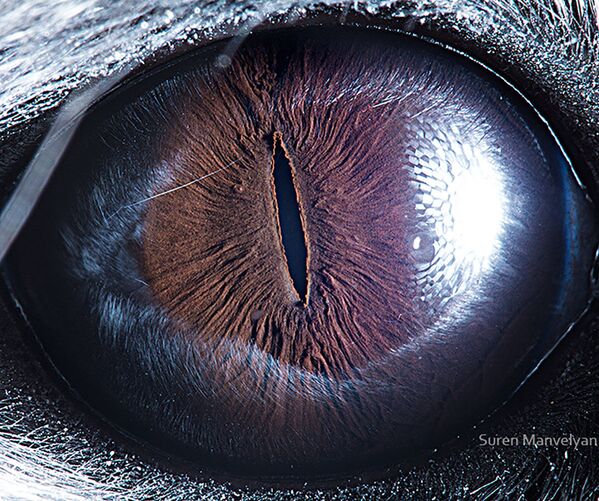 دنیایی زیبا در درون چشمان حیوانات در عکس های سورن مانولیان، عکاس ارمنی
چشم چینچیلا - اسپوتنیک ایران  