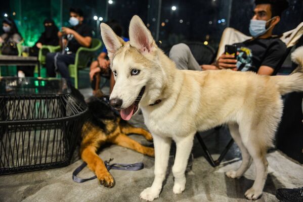 اولین کافه سگ‌ها «بارکینگ لات» در عربستان - اسپوتنیک ایران  