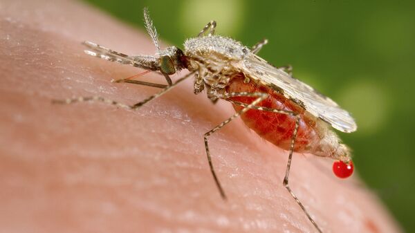 هشدار مقام ایرانی درباره وضعیت نگران کننده مالاریا در کشور - اسپوتنیک ایران  