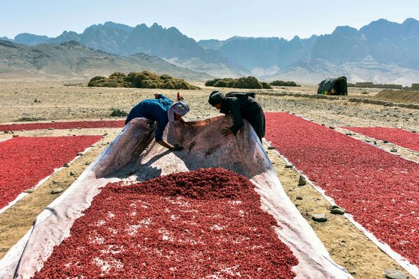 کشاورز در قندهار افغانستان - اسپوتنیک ایران  