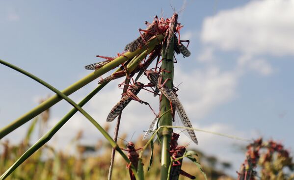 ملخ ها بسیاری از مزارع در اتیوپی را بی محصول کرده است - اسپوتنیک ایران  
