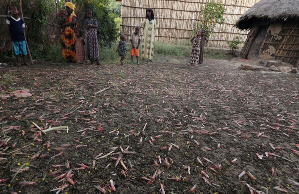 ملخ ها بسیاری از مزارع در اتیوپی را بی محصول کرده است - اسپوتنیک ایران  