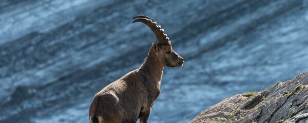 تعقیب مرگبار یک بز کوهی نر در استان اصفهان + ویدئو تعقیب مرگبار یک بز کوهی نر در استان اصفهان + ویدئو - اسپوتنیک ایران
