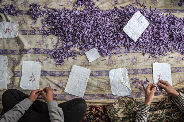 برداشت زعفران در استان گلستان  - اسپوتنیک ایران  