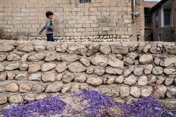 برداشت زعفران در استان گلستان  - اسپوتنیک ایران  