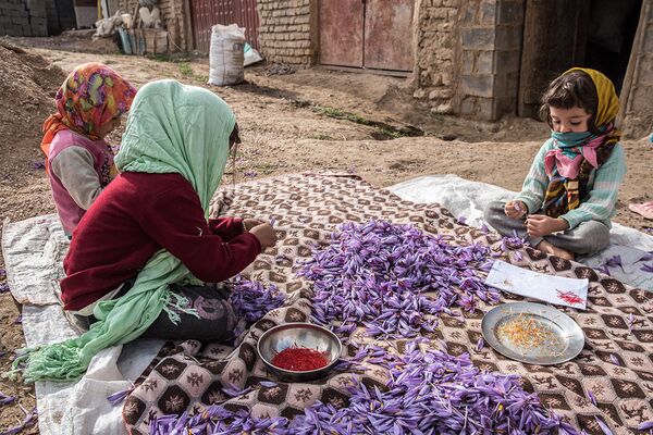 مردم محلی در زمان برداشت زعفران در استان گیلان - اسپوتنیک ایران  